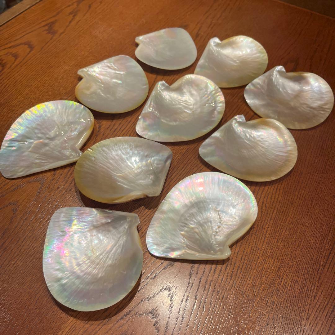 美品　オーストラリア産　磨き　シロチョウガイ　10枚セット　貝ボタン