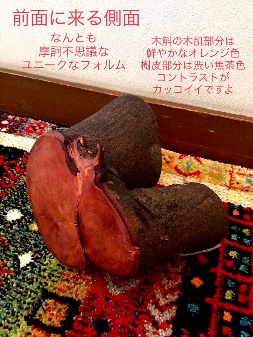 希少縁起木！天然木斛【年輪2つ！森と大自然の切り株飾り台】インテリア台＊植物台