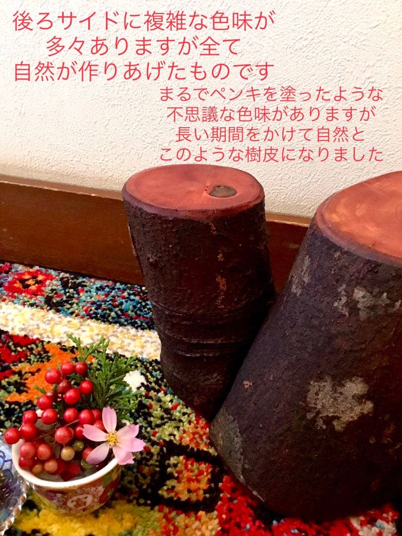 希少縁起木！天然木斛【年輪2つ！森と大自然の切り株飾り台】インテリア台＊植物台