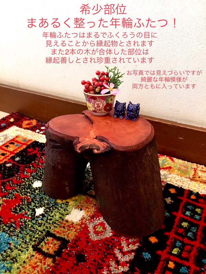 希少縁起木！天然木斛【年輪2つ！森と大自然の切り株飾り台】インテリア台＊植物台