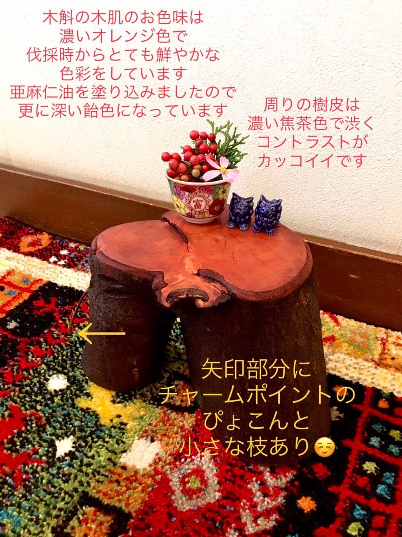 希少縁起木！天然木斛【年輪2つ！森と大自然の切り株飾り台】インテリア台＊植物台