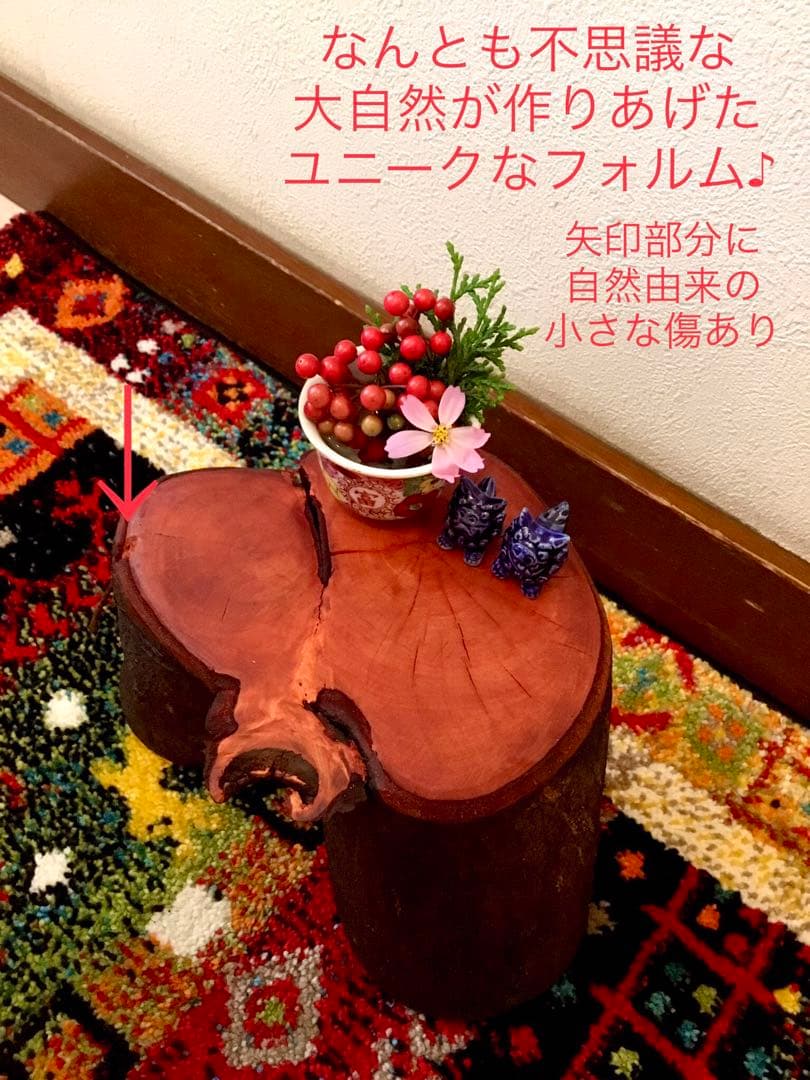 希少縁起木！天然木斛【年輪2つ！森と大自然の切り株飾り台】インテリア台＊植物台