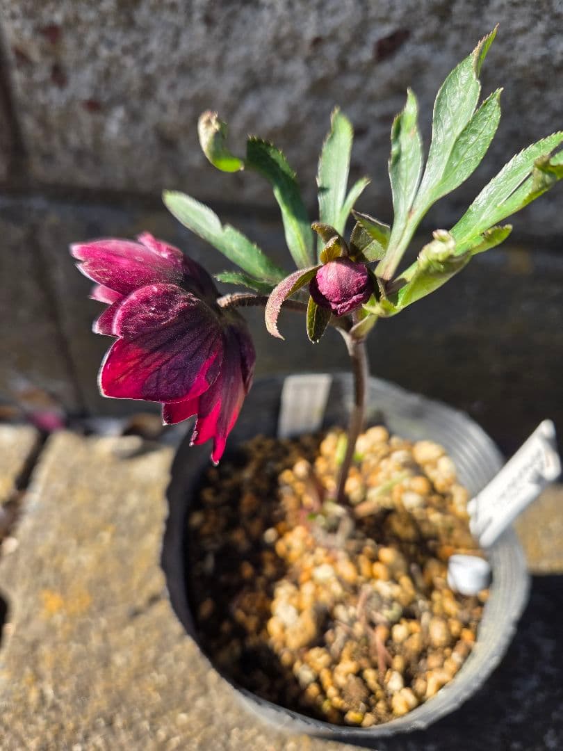 クリスマスローズ　キラメキ　チョコレート