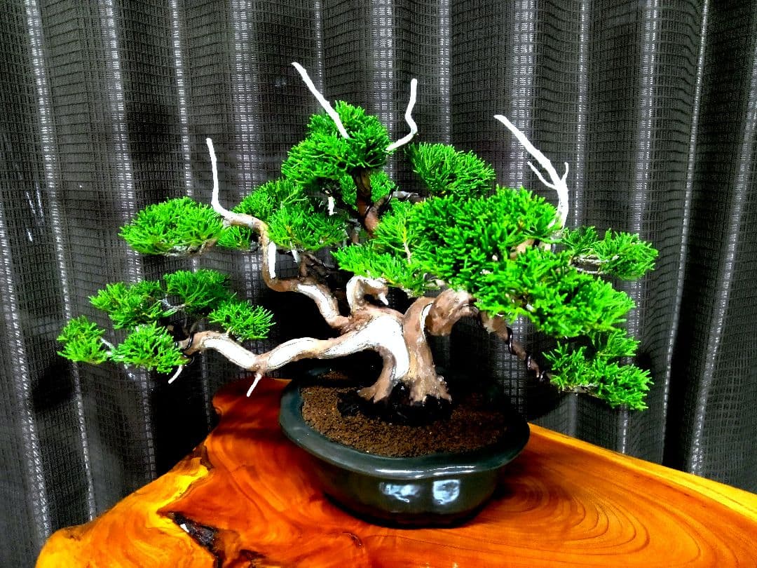 【小品　糸魚川真柏盆栽】　　　⭕小品No.1お気に入り品 ★あきちゃん様…専用★