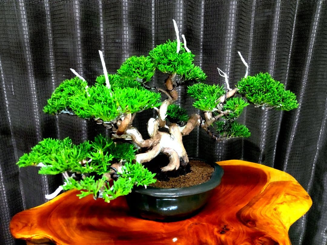 【小品　糸魚川真柏盆栽】　　　⭕小品No.1お気に入り品 ★あきちゃん様…専用★