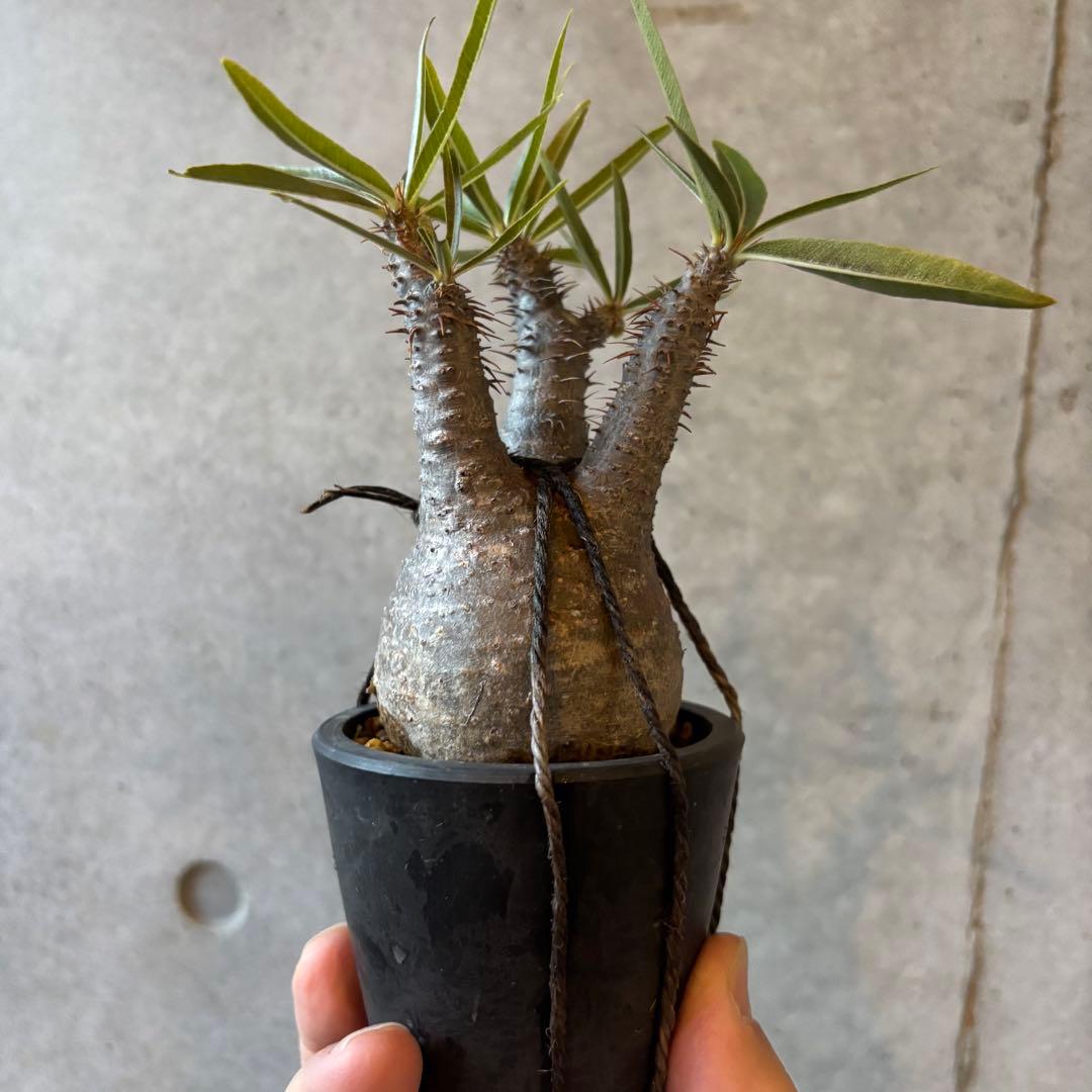 【本日限定SALE】超美形 グラキリス3 パキポディウム 現地球株