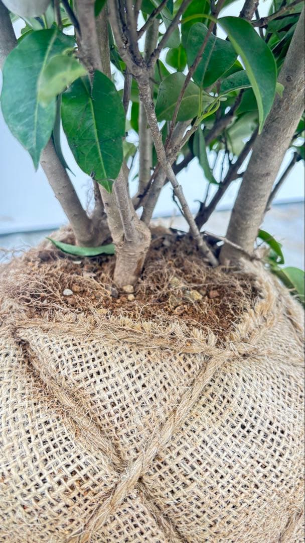 手頃なサイズ お庭の主役にどうぞ ソヨゴ 726 樹高1.4m位 株立 常緑樹