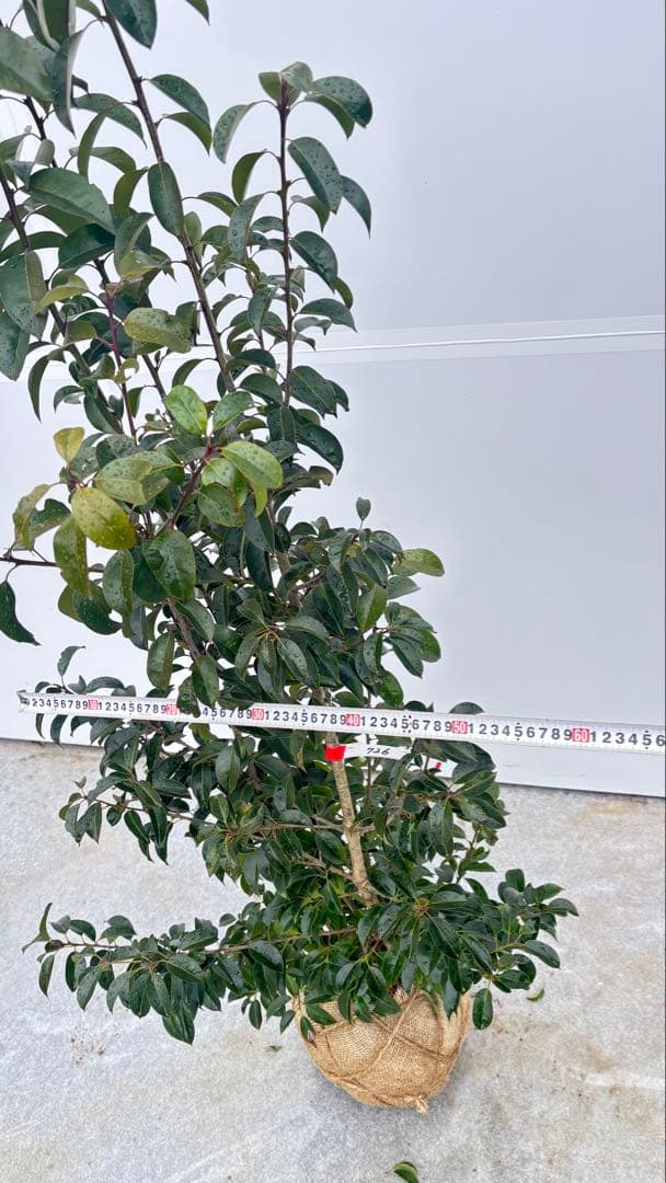 手頃なサイズ お庭の主役にどうぞ ソヨゴ 726 樹高1.4m位 株立 常緑樹