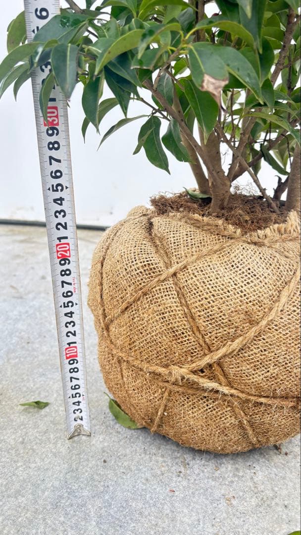 手頃なサイズ お庭の主役にどうぞ ソヨゴ 726 樹高1.4m位 株立 常緑樹