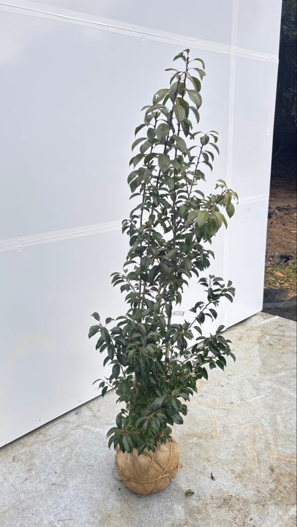 手頃なサイズ お庭の主役にどうぞ ソヨゴ 726 樹高1.4m位 株立 常緑樹