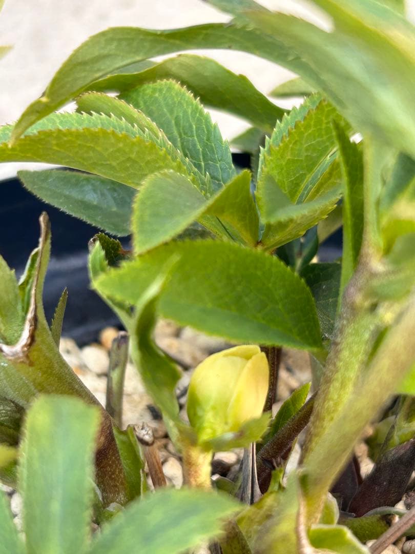 認定手毬　ころころクリスマスローズ