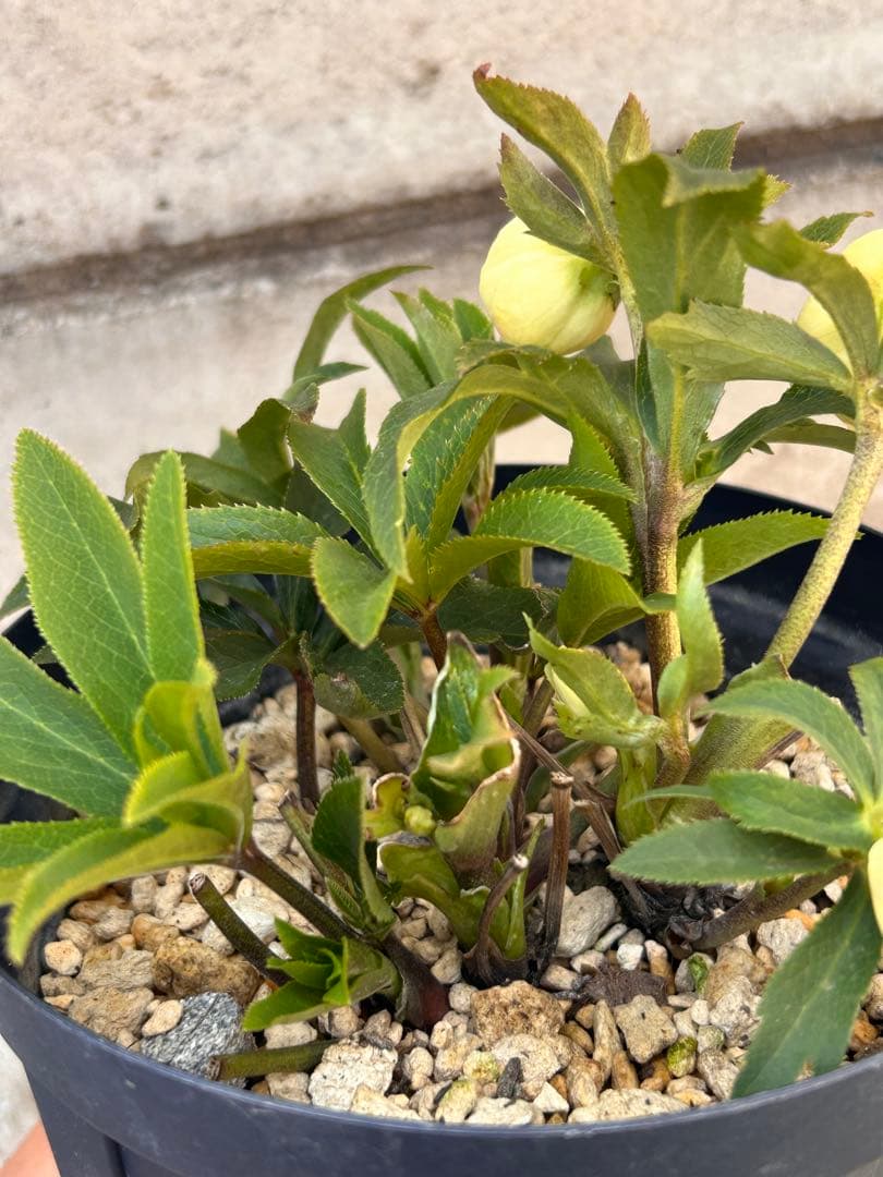 認定手毬　ころころクリスマスローズ