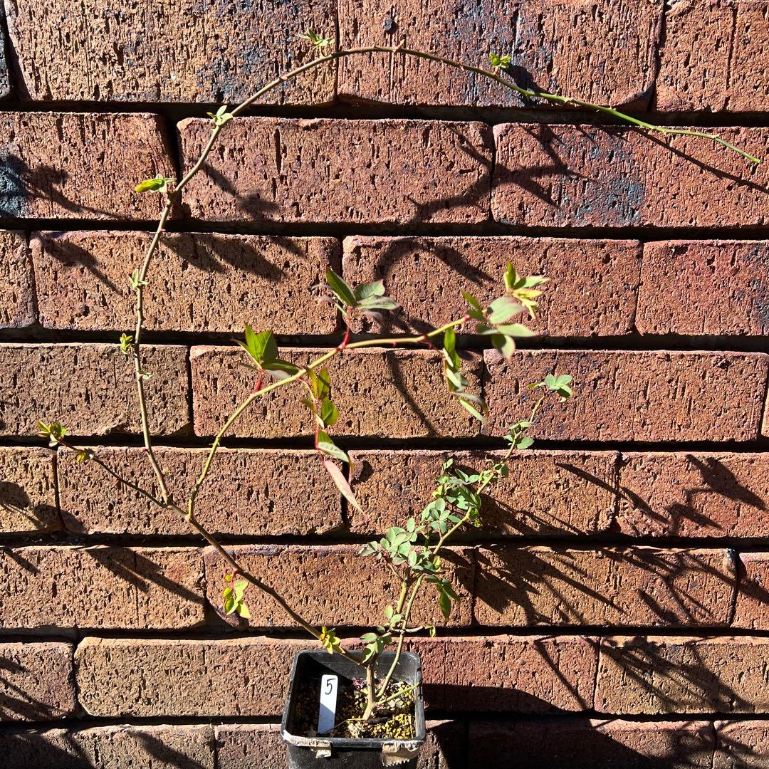 ローラダボー　フランス　挿木2年生苗