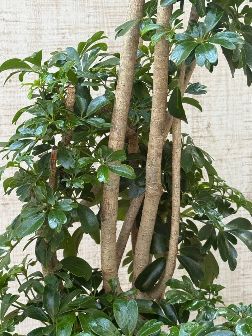 ☆ シェフレラ レナータ♪ 117cm 太幹♪