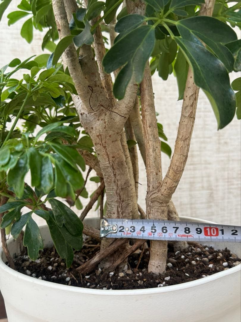 ☆ シェフレラ レナータ♪ 117cm 太幹♪