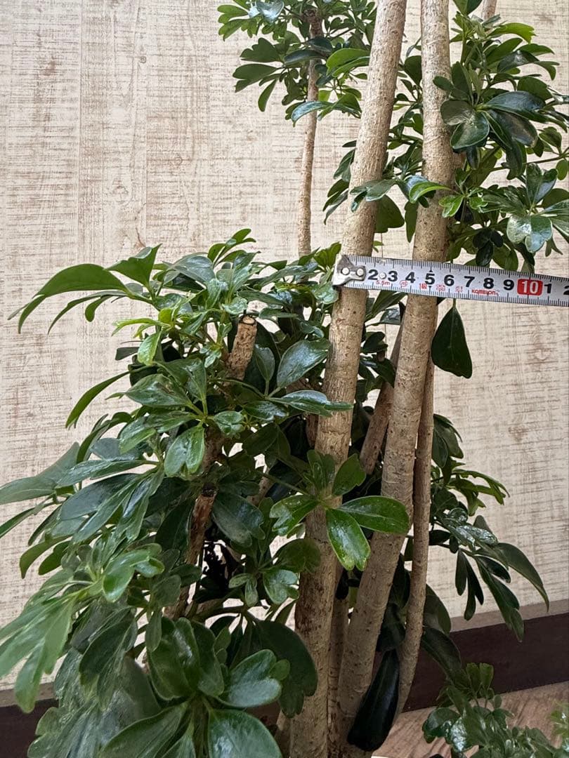 ☆ シェフレラ レナータ♪ 117cm 太幹♪