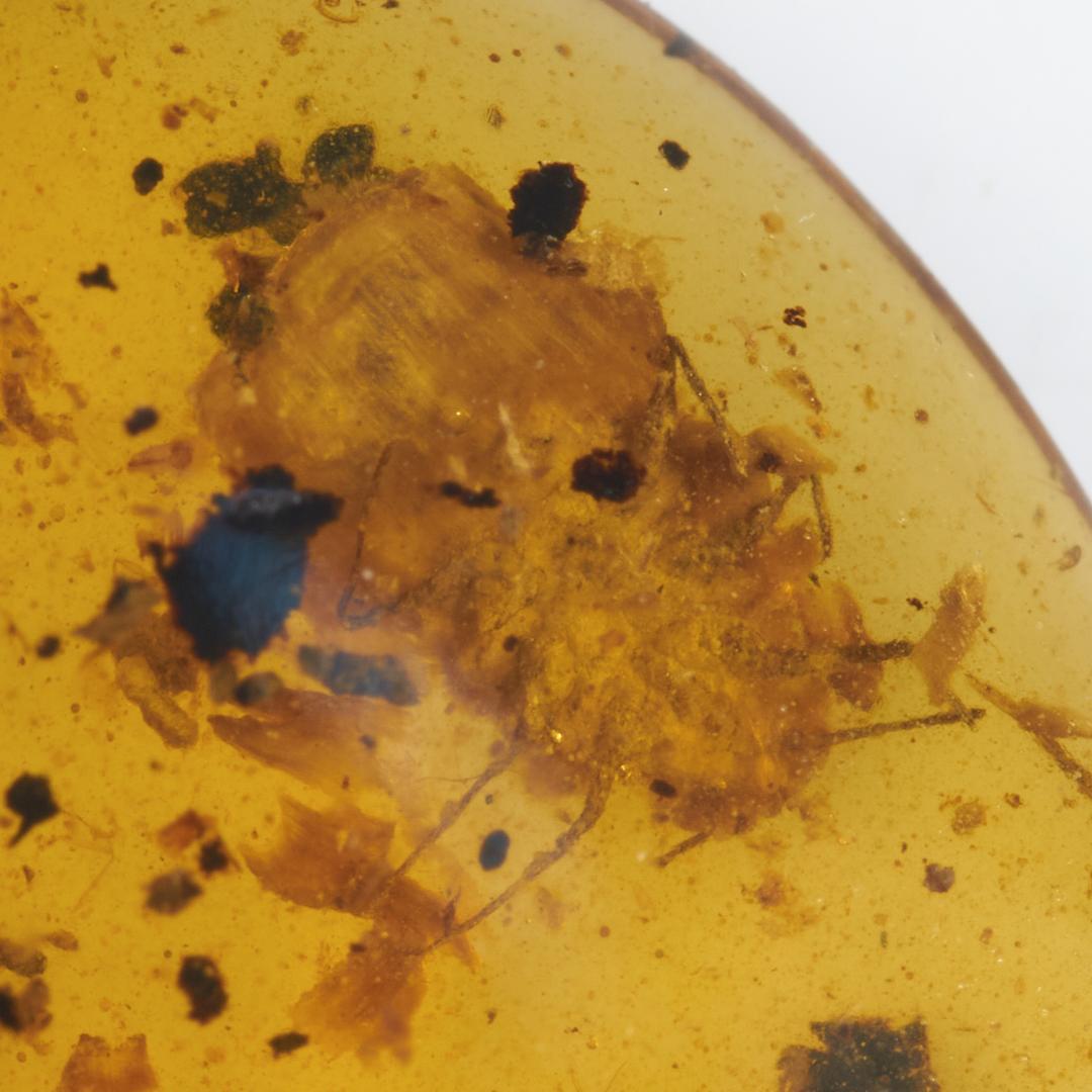 レア極上品 PA169虫入り琥珀化石　ミャンマーカムティかタナイ9900万年前