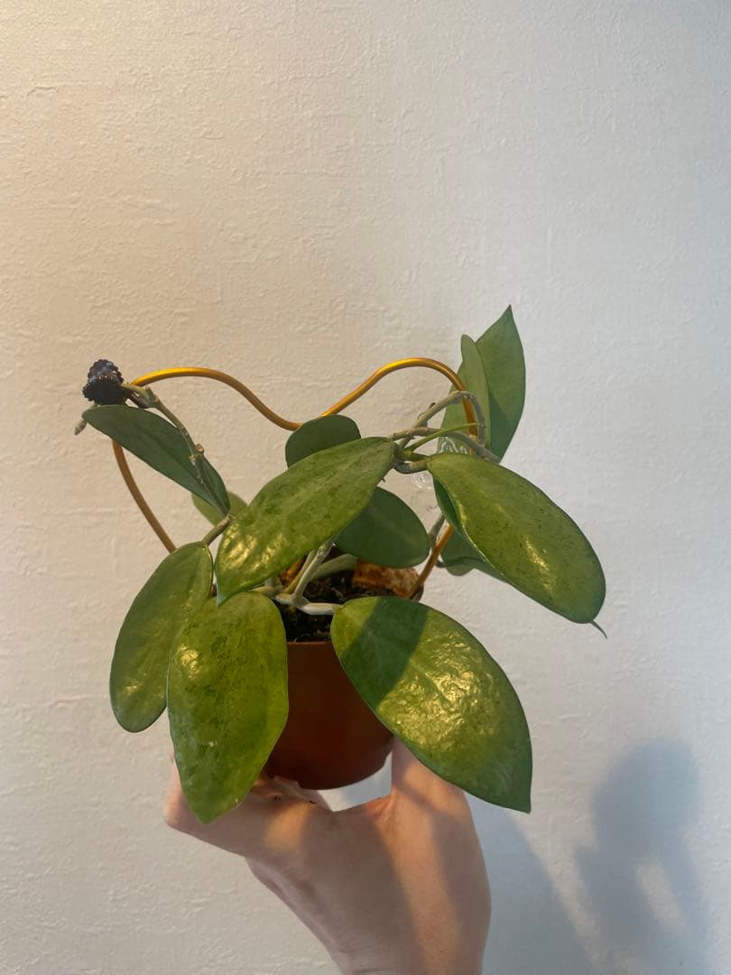 セール　美株レアホヤ　シルバーレディHoya silver lady サクララン