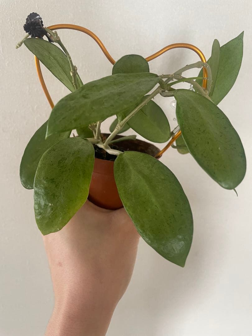 セール　美株レアホヤ　シルバーレディHoya silver lady サクララン