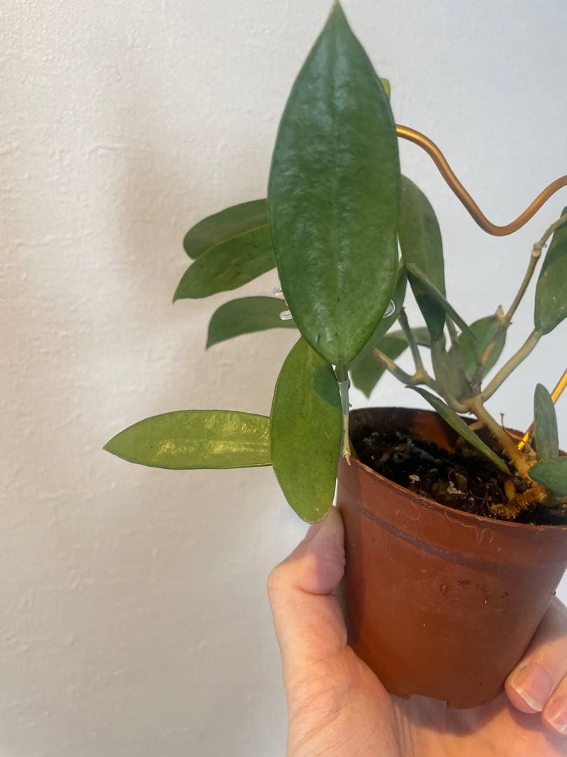 セール　美株レアホヤ　シルバーレディHoya silver lady サクララン