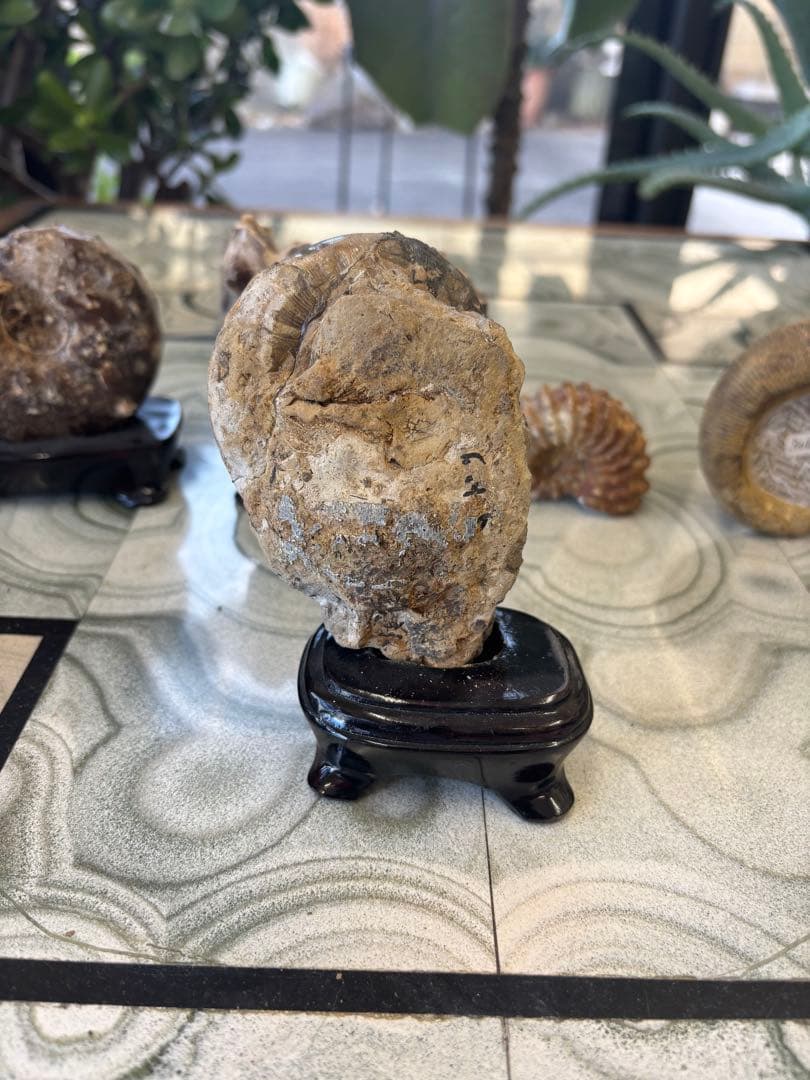 台付アンモナイト　北海道　天塩中川町佐久　化石　鉱石　希少　インテリア