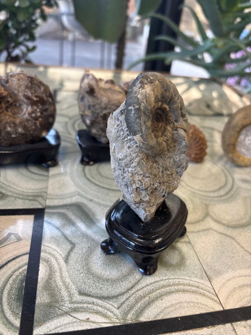 台付アンモナイト　北海道　天塩中川町佐久　化石　鉱石　希少　インテリア