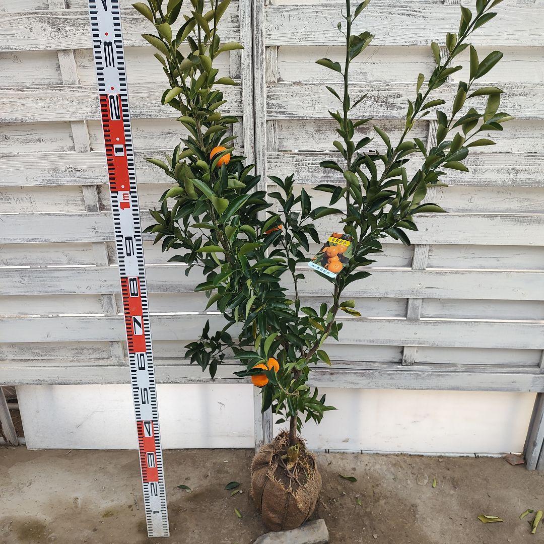 無核紀州 小みかん 3年生 実つき 大苗