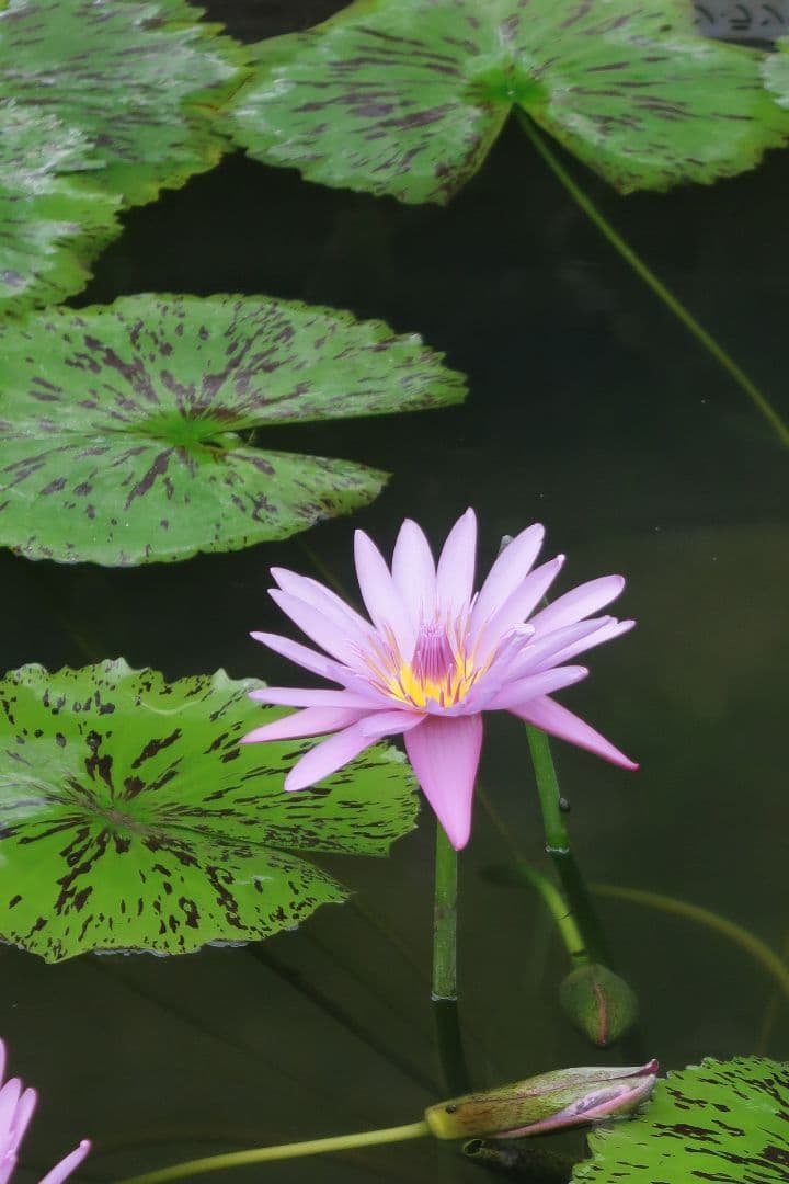 ☆当日発送可☆Canon PowerShot G7 X Mark II ジャンク