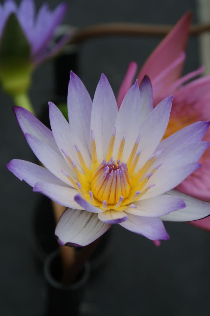 ☆当日発送可☆Canon PowerShot G7 X Mark II ジャンク