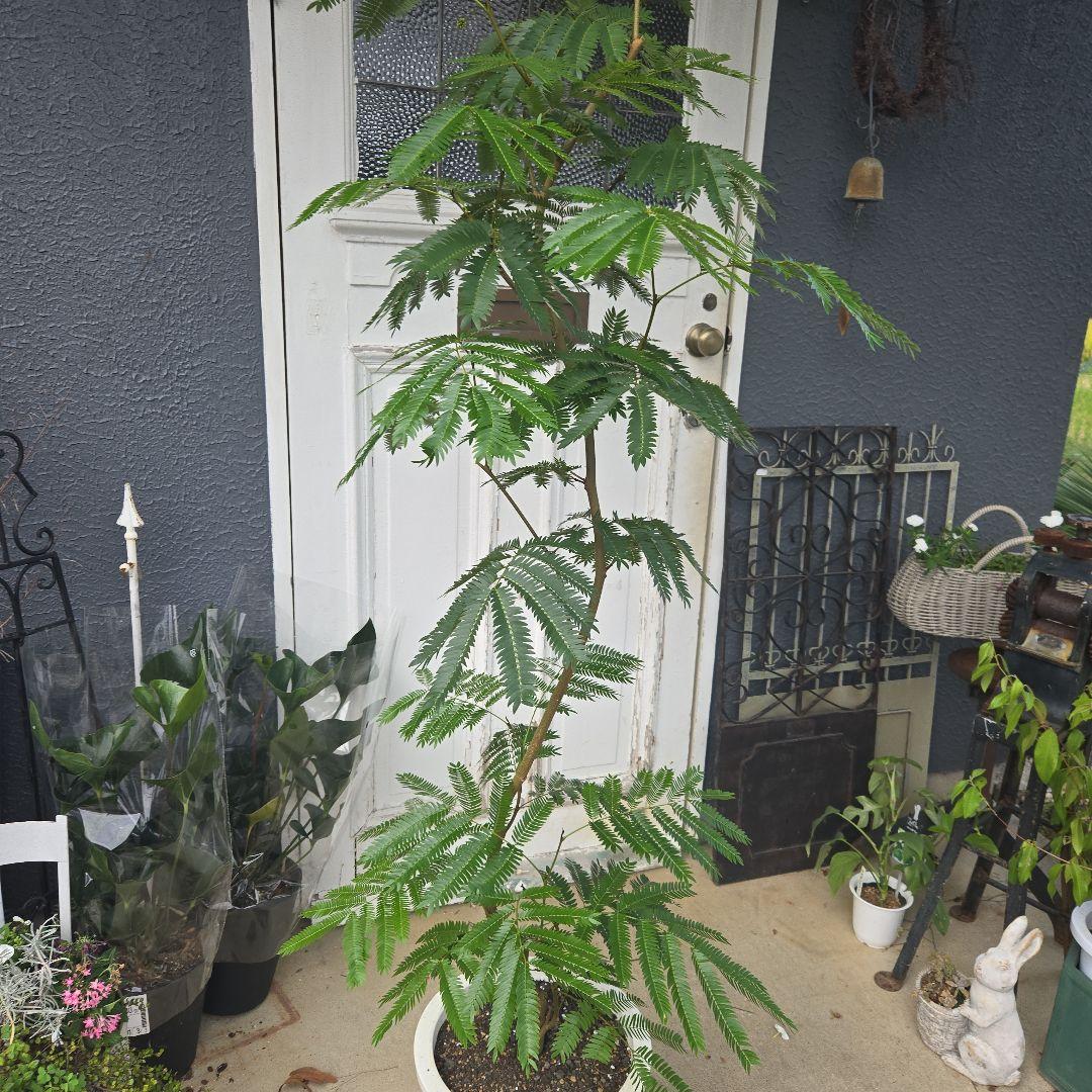 ④　エバーフレッシュ曲がり仕立て　10号　特大苗木最高等級極上品‼️