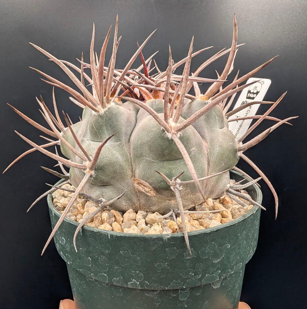 守金魔天竜 実生 鉢植えメルカリ便送料込み