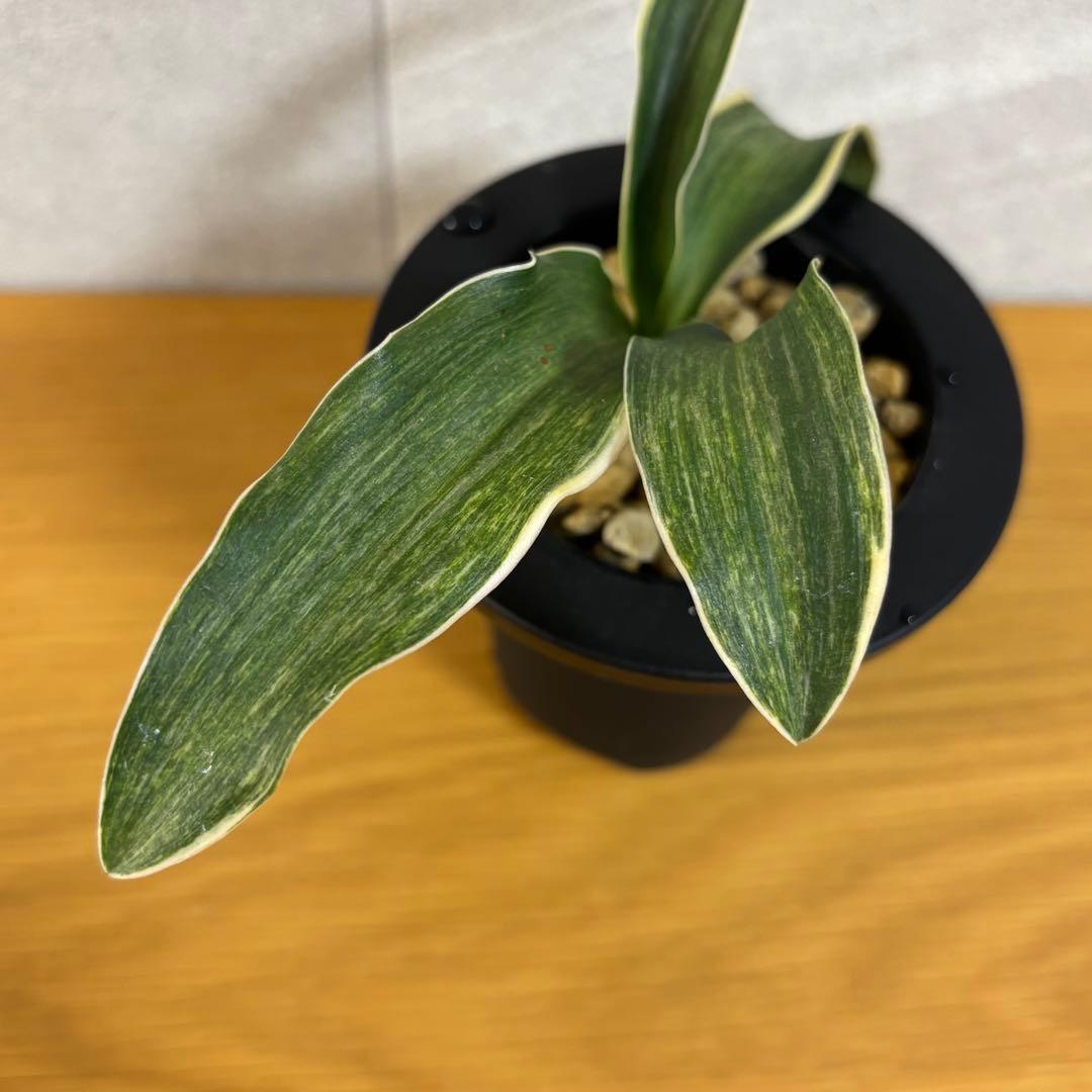 万年青　鳳　薄葉　胡麻斑　銘鑑金文字　子付き