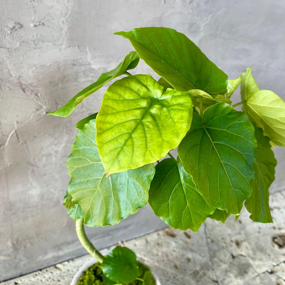 フィカス　ウンベラータ　螺旋　天然苔仕立て　陶器鉢　植え込み