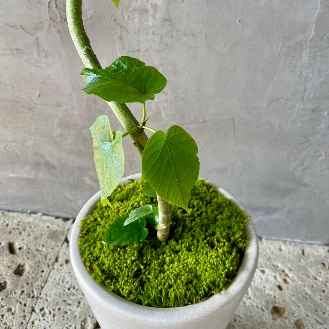 フィカス　ウンベラータ　螺旋　天然苔仕立て　陶器鉢　植え込み