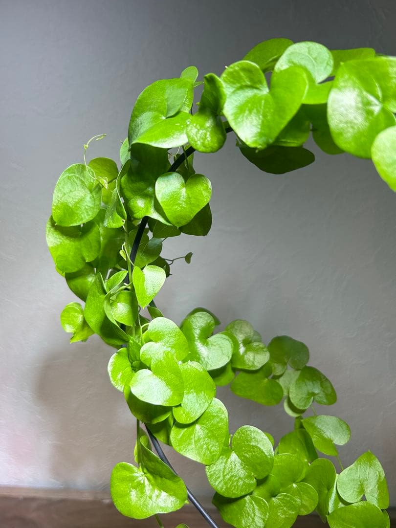 大株　ディオスコレア　アフリカ亀甲竜　亀甲竜　鉢のまま発送　深裂株　コーデックス