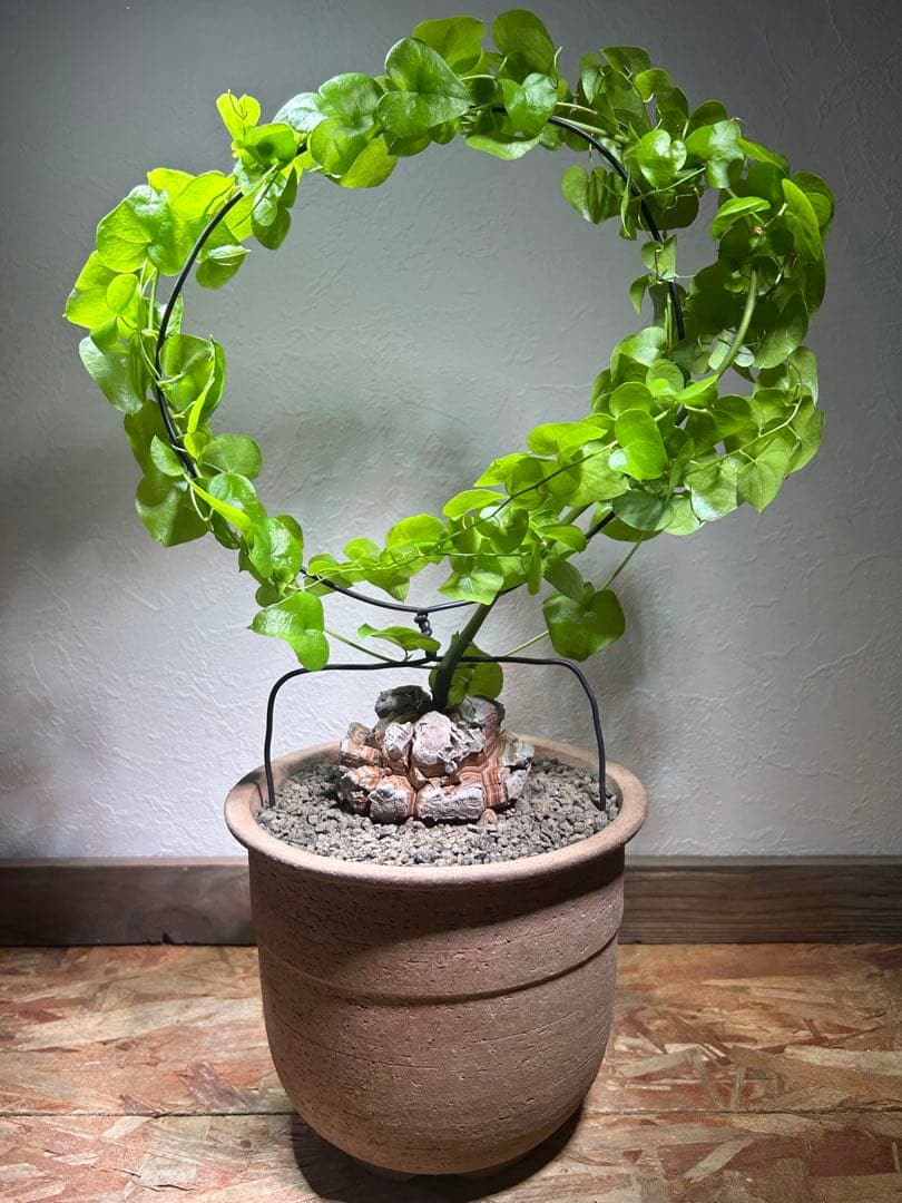 大株　ディオスコレア　アフリカ亀甲竜　亀甲竜　鉢のまま発送　深裂株　コーデックス