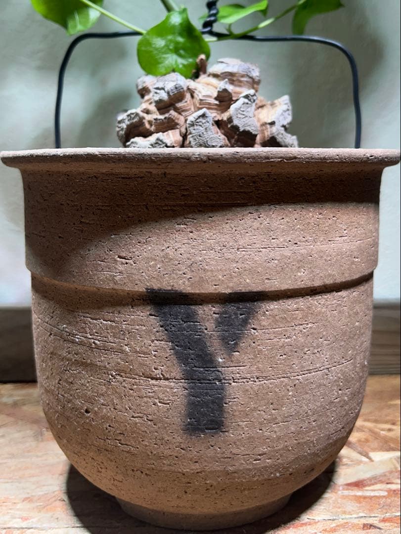 大株　ディオスコレア　アフリカ亀甲竜　亀甲竜　鉢のまま発送　深裂株　コーデックス