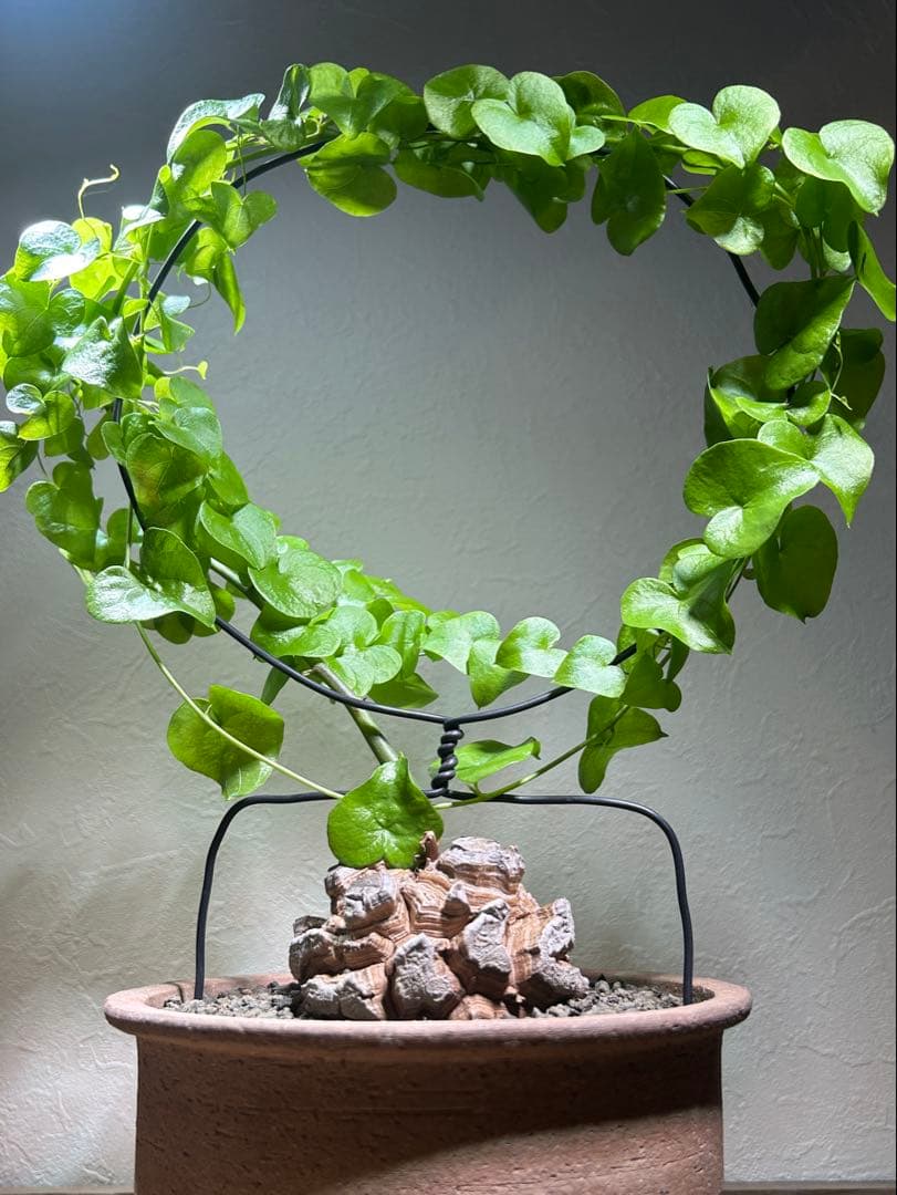 大株　ディオスコレア　アフリカ亀甲竜　亀甲竜　鉢のまま発送　深裂株　コーデックス