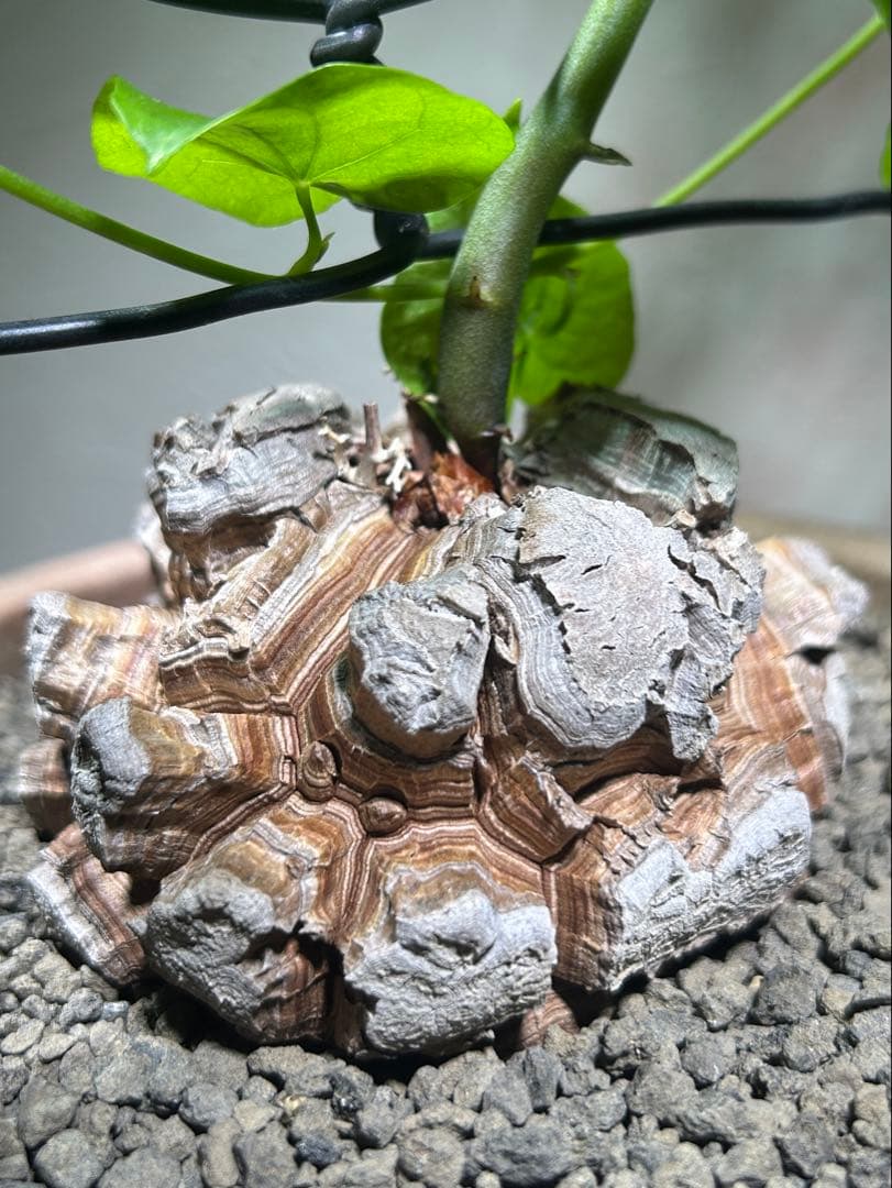 大株　ディオスコレア　アフリカ亀甲竜　亀甲竜　鉢のまま発送　深裂株　コーデックス