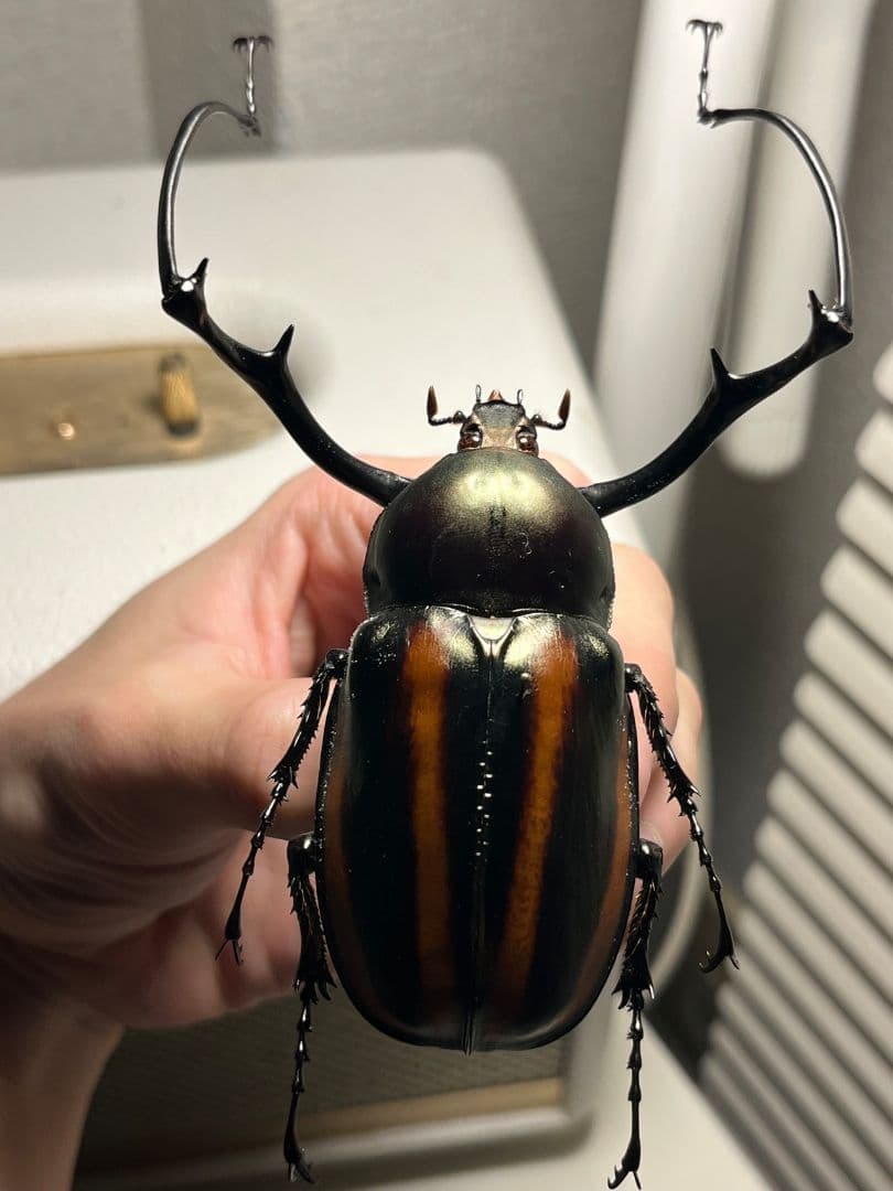 【手長黄金最高峰】セスジドウナガテナガコガネ 特大標本 プラチナコガネ