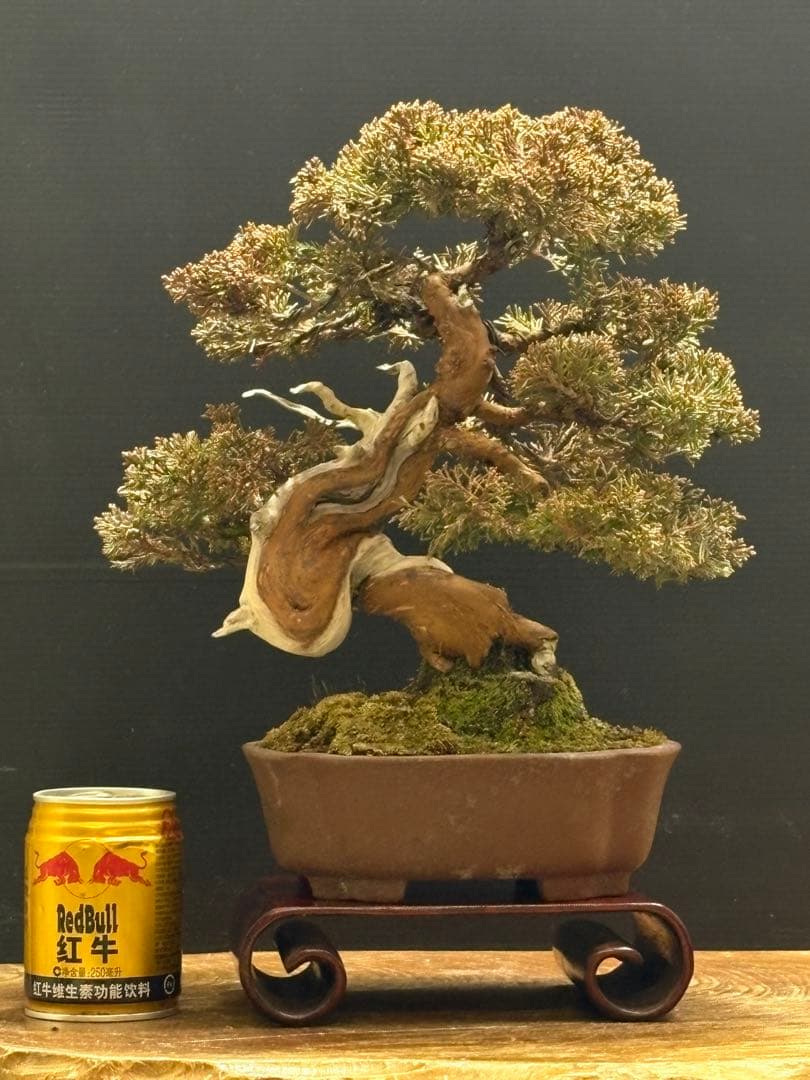 [盆栽]真柏