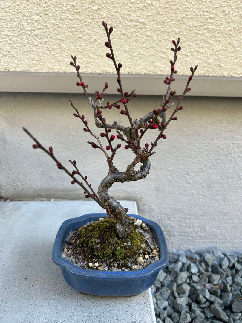 緋梅(ひばい)盆栽