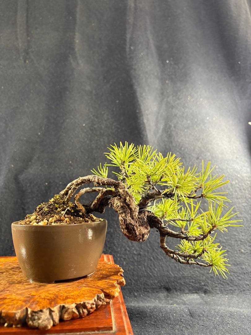 プチ盆栽、赤石五葉松、根上がり、懸崖作り 目立った傷や汚れなし