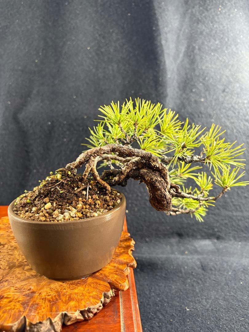 プチ盆栽、赤石五葉松、根上がり、懸崖作り 目立った傷や汚れなし