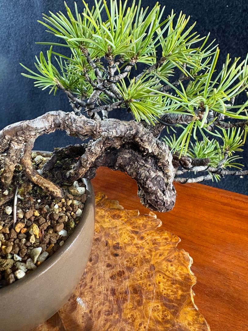 プチ盆栽、赤石五葉松、根上がり、懸崖作り 目立った傷や汚れなし