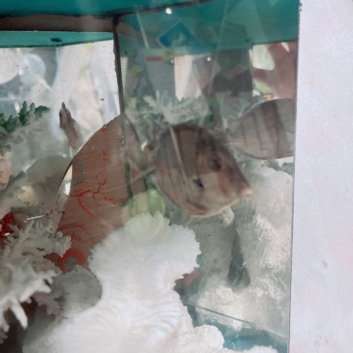 珊瑚と貝の置物　魚　红珊瑚　金運　財運　　標本レベル　開運