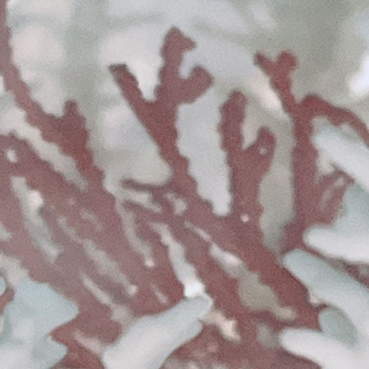 珊瑚と貝の置物　魚　红珊瑚　金運　財運　　標本レベル　開運