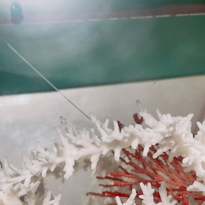 珊瑚と貝の置物　魚　红珊瑚　金運　財運　　標本レベル　開運