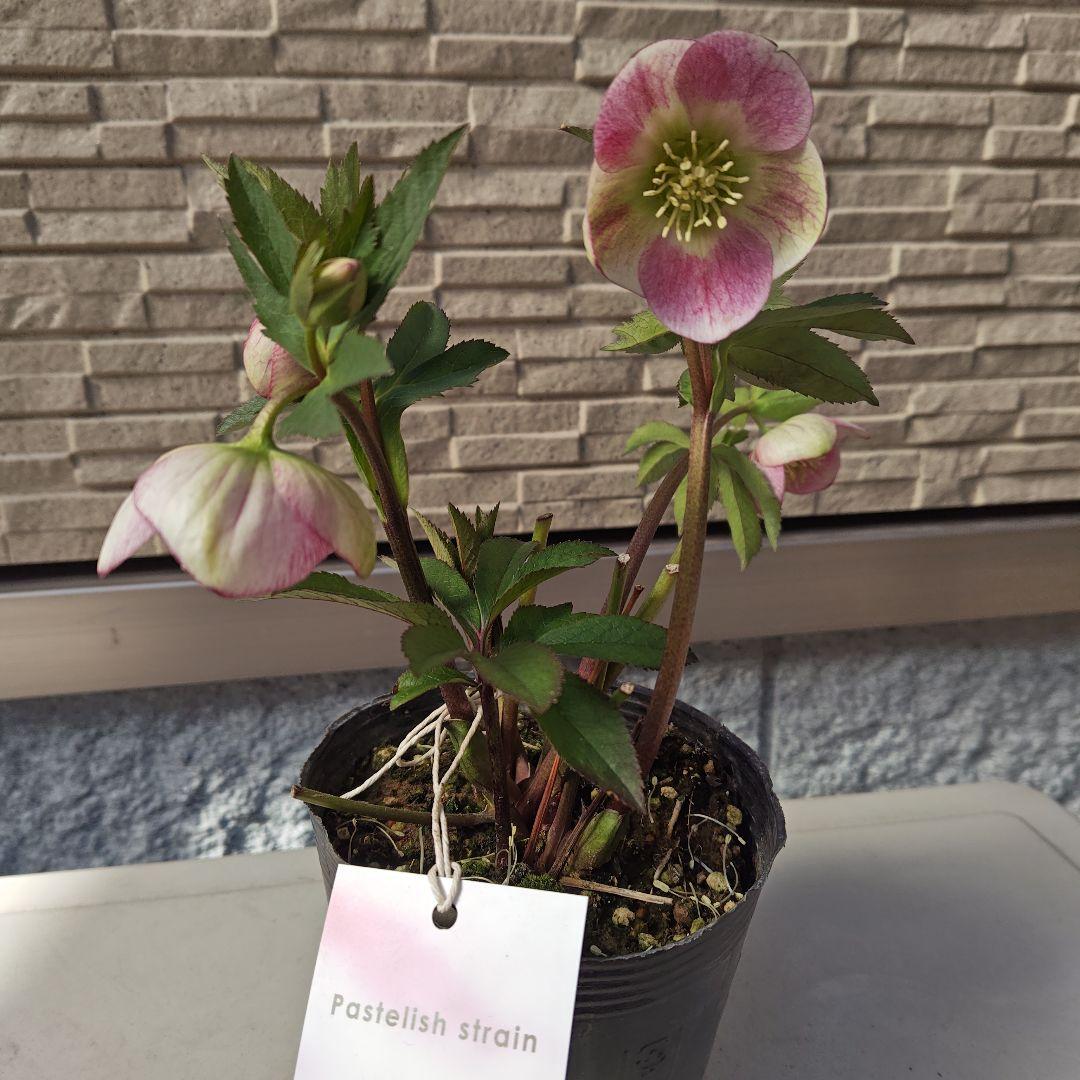 クリスマスローズ 大和園 パステリッシュストレイン①