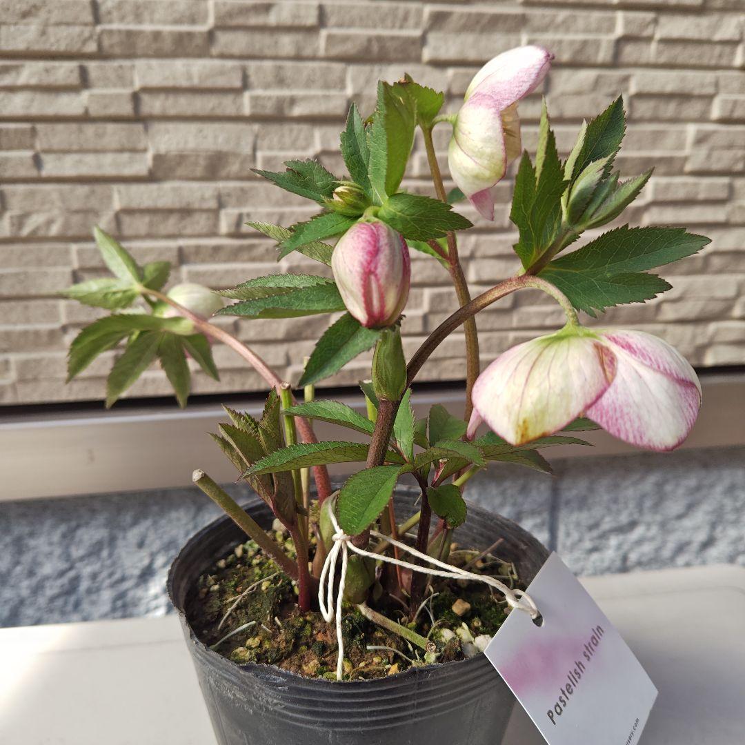 クリスマスローズ 大和園 パステリッシュストレイン①